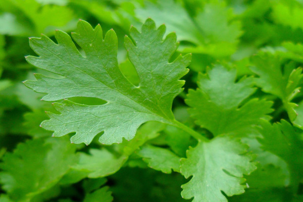 Parsley for weight loss