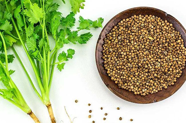 Benefits of Coriander Juice for Weight Loss
