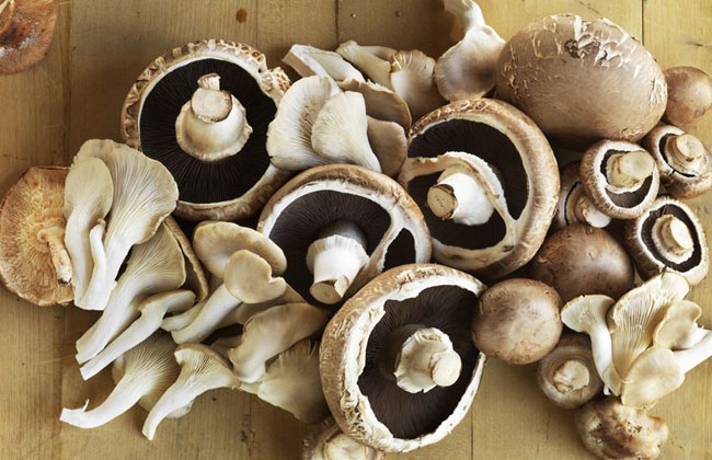 Mushrooms For Health Immune System and Cancer