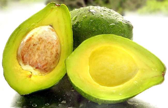 Avocado Leaves Health Benefits Diabetes