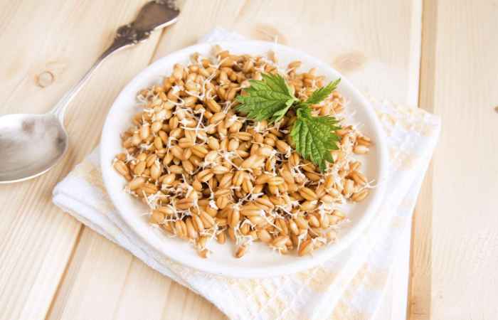 Wheat Germ Breakfast That Help You Lose Weight